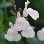 Salvia Moonlight Serenade